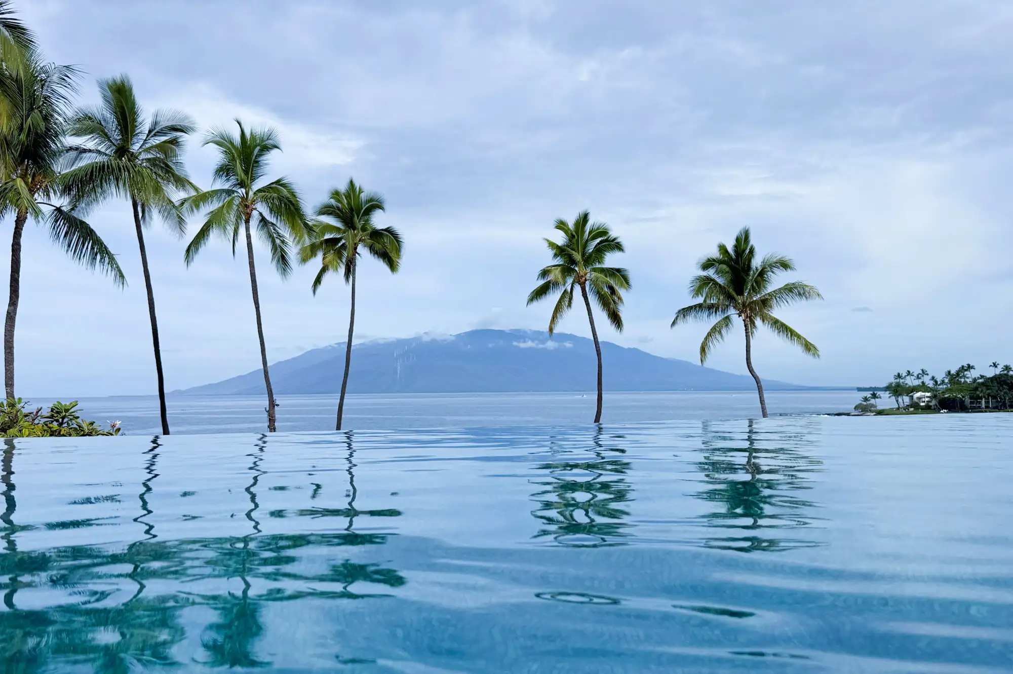 An infinity pool overlooking the ocean with palm trees and a distant island.
