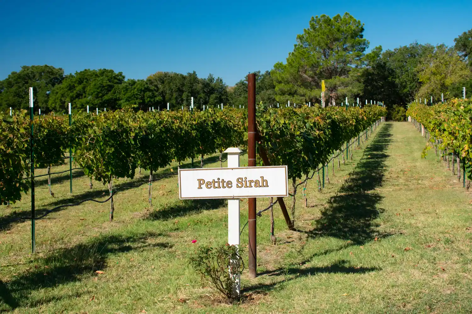 Rows of trellised Petite Sirah grapevines in a sunlit Texas vineyard.