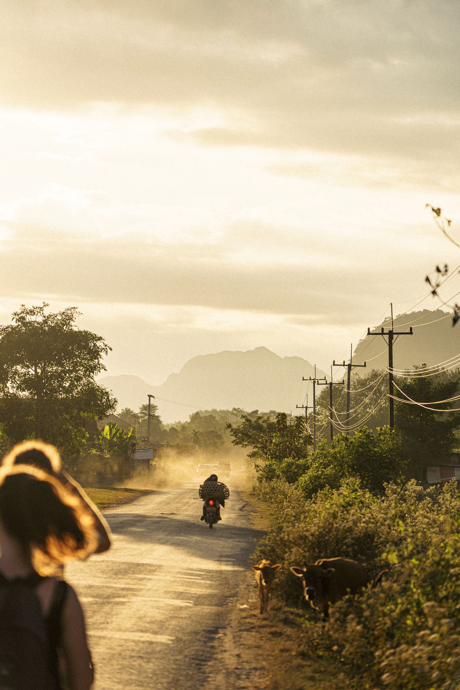 A rural road in Laos with a person walking near cattle and utility poles against a mountainous backdrop.
