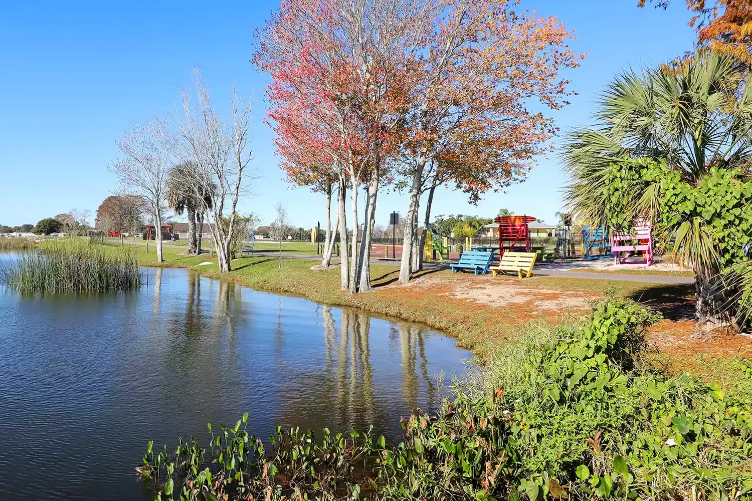 Florida red maple trees at Lake Dora in Wooten Park.