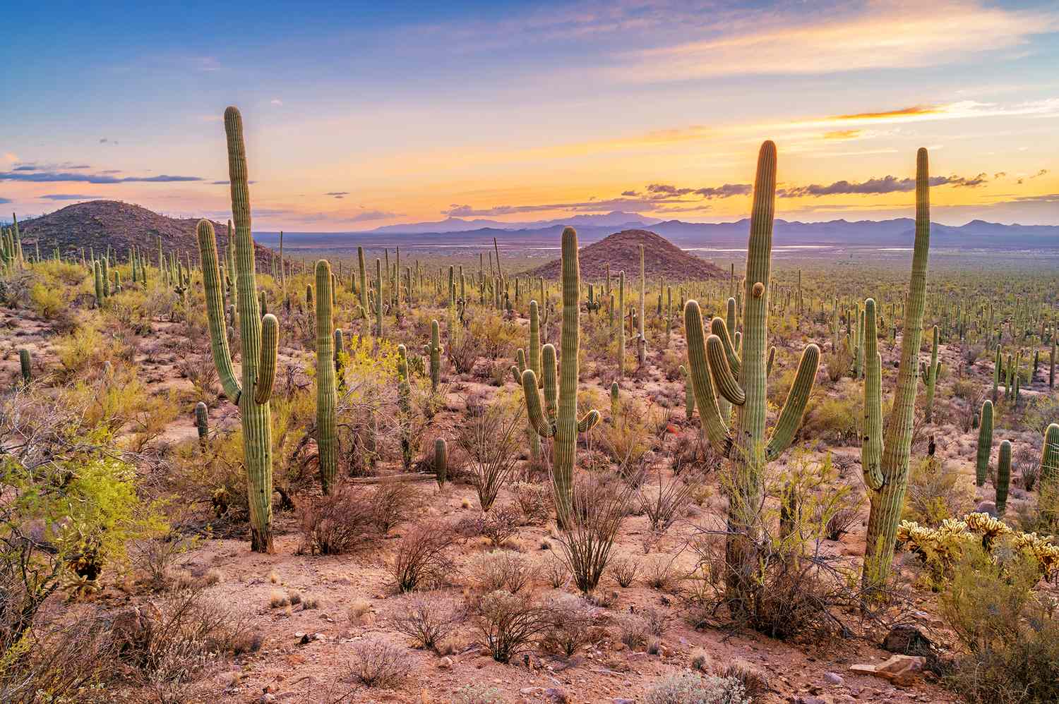 Saguaro National Park East: Fire Updates & Visit Guide